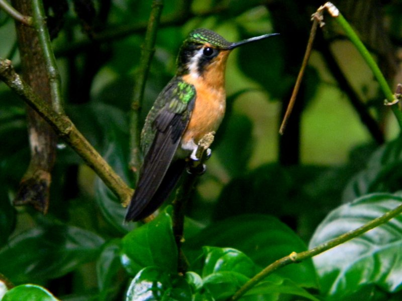costarica4 142.jpg