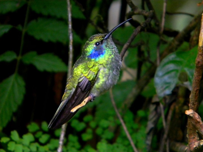 costarica4 135.jpg