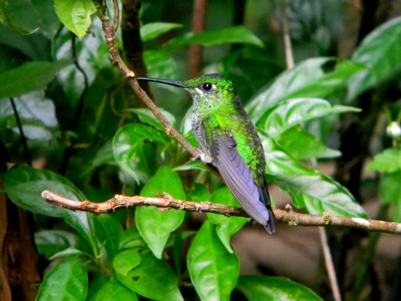 costarica4 130.jpg
