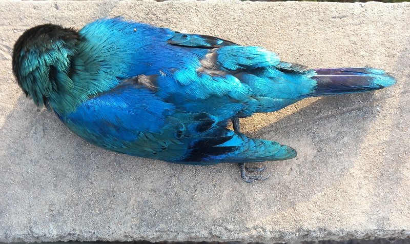 Oiseau bleu.jpg