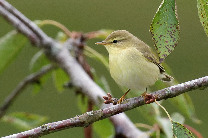 DSC_1853s.jpg