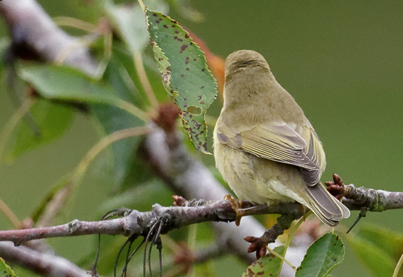 DSC_1847s.jpg