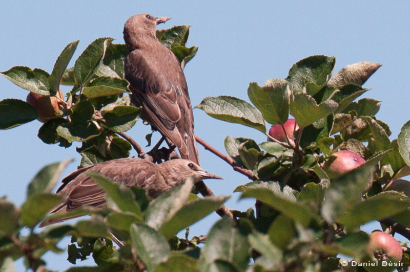 oiseaux-1.jpg