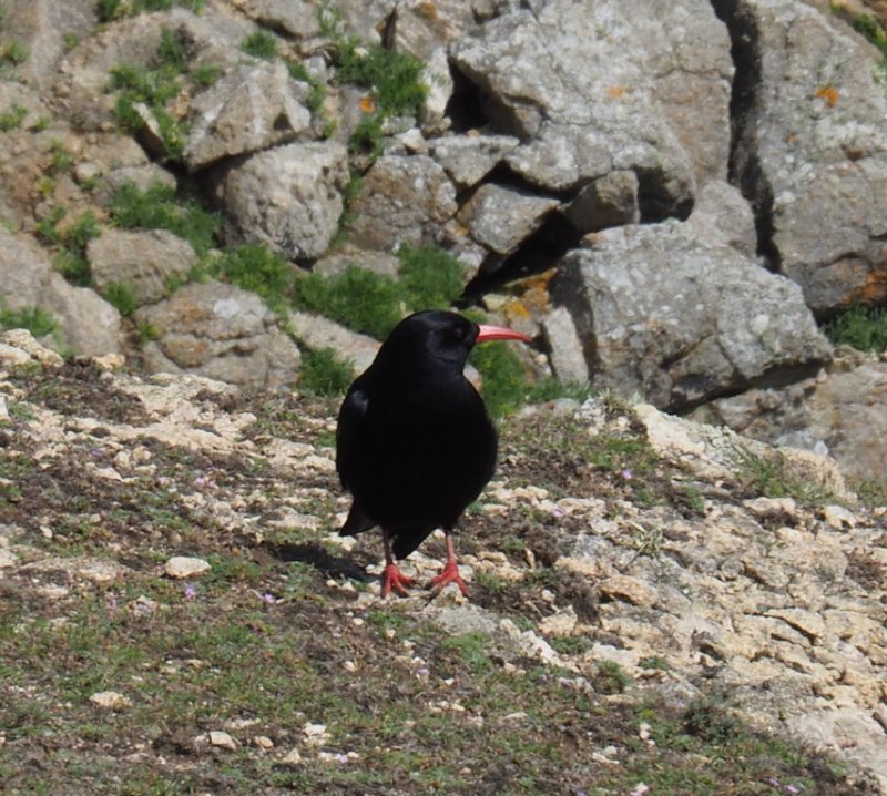 Crave à bec rouge - Ouessant - Annette.jpeg