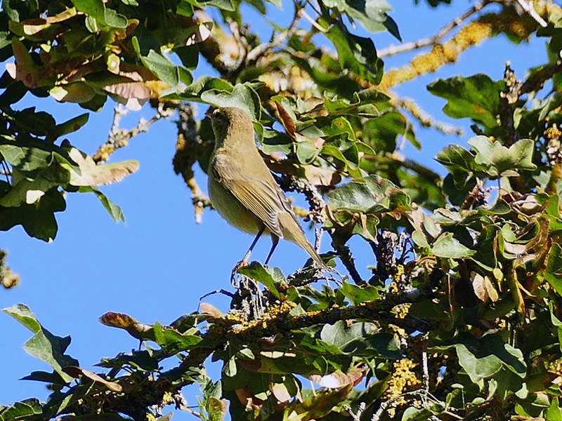 P1350220_a.jpg