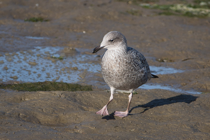 goeland-5303.jpg