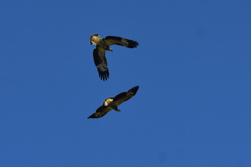 aigle botté 2.JPG