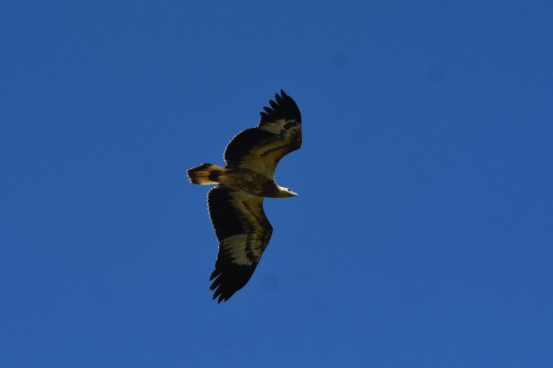 aigle botté.JPG