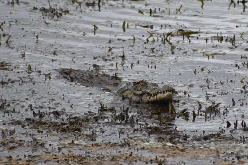 croco.JPG