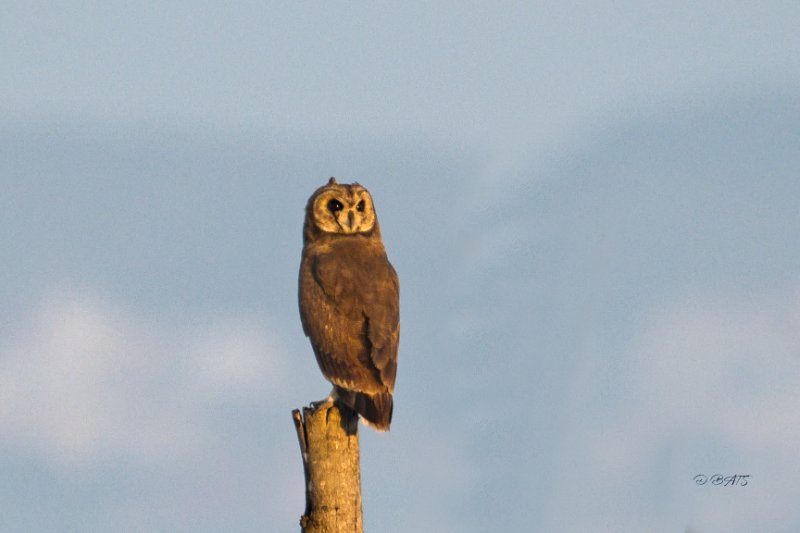 Photo4 Hibou du Cap.jpg