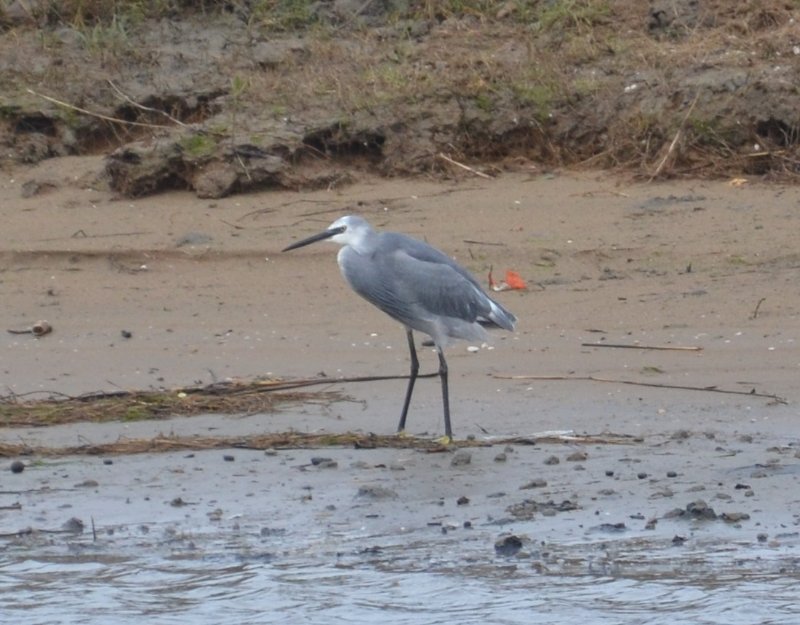 aigrette.jpg