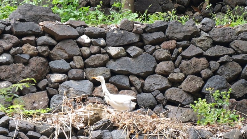 Oiseaux_Monde_Cap-Vert_RF_12_un_héron_intermédiaire_2.jpg