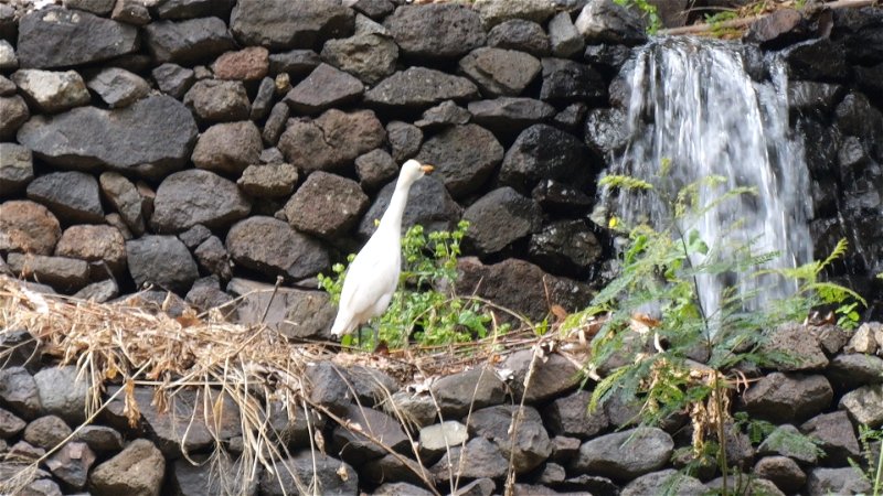 Oiseaux_Monde_Cap-Vert_RF_12_un_héron_intermédiaire_3.jpg