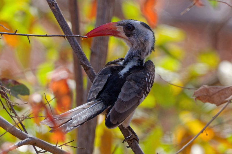 Tockus erythrorhynchus (6)_DxO.jpg