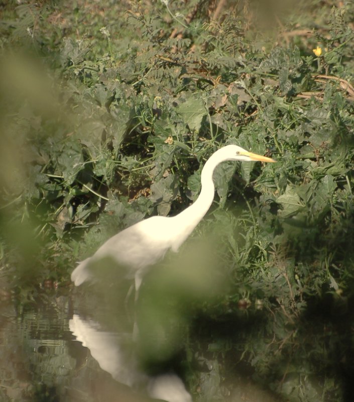 aigrette 1.jpg