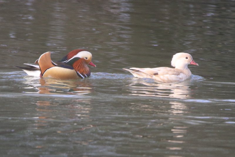 Canard mandarin_étang sqy_février 2023.JPG