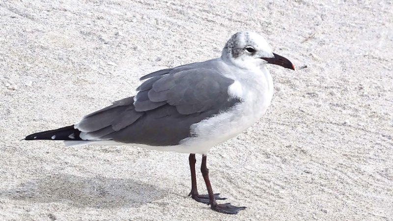 Mouette atricille (13)-1.jpg