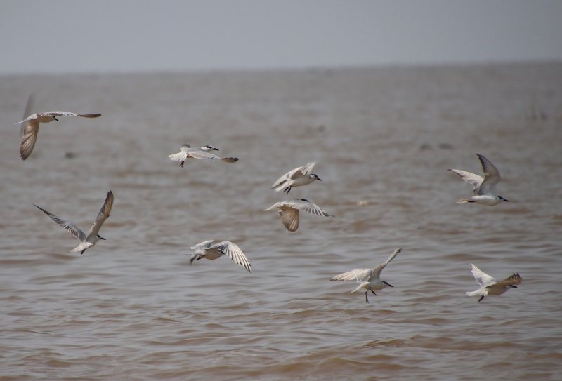 Sternes Tonlé Sap - copie.jpg