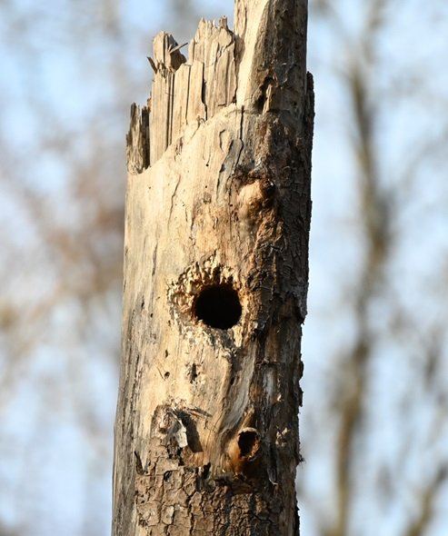 Sp cavernicoles secondaire_Sitelle torchepot (1).jpg