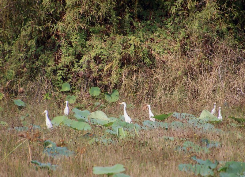 Hérons groupe Angkor - copie 2.jpg