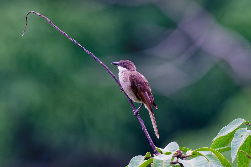 XXX Bulbul à gorge blanche - Lopé - 100124 A1_08703_DxO.jpg