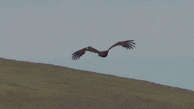 Aigle des steppes ou vautour 2.jpg