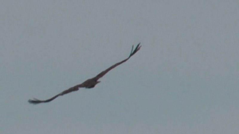 Aigle des steppes ou vautour 3.jpg