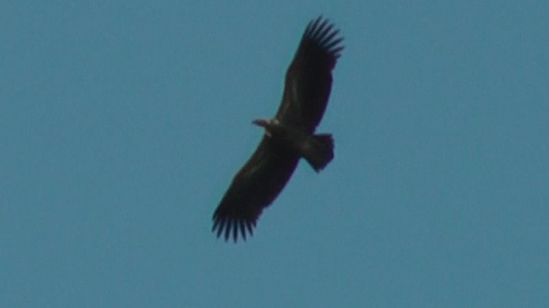 Gypaète barbu ou autre rapace 2.jpg
