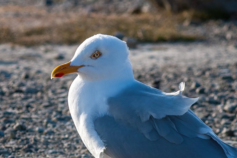 Goéland argenté_0390.jpg