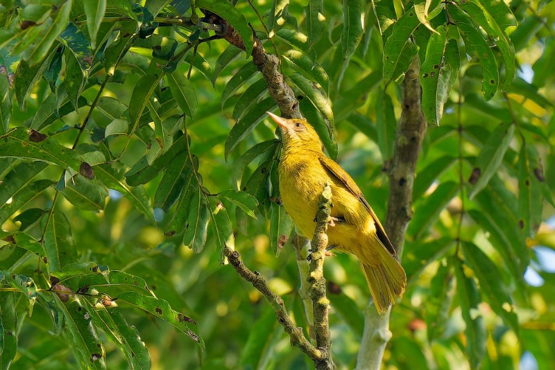 Golden Greenbul - Bulbul doré .jpg