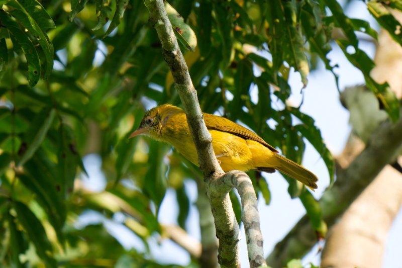 XXX Bulbul doré - Abanda - 180124 A1_05583_DxO.jpg