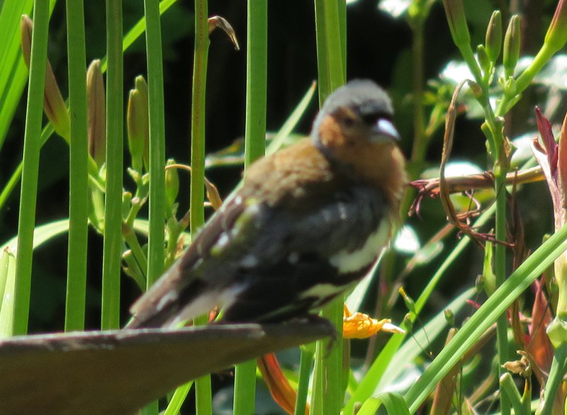 oiseau coloré.jpg