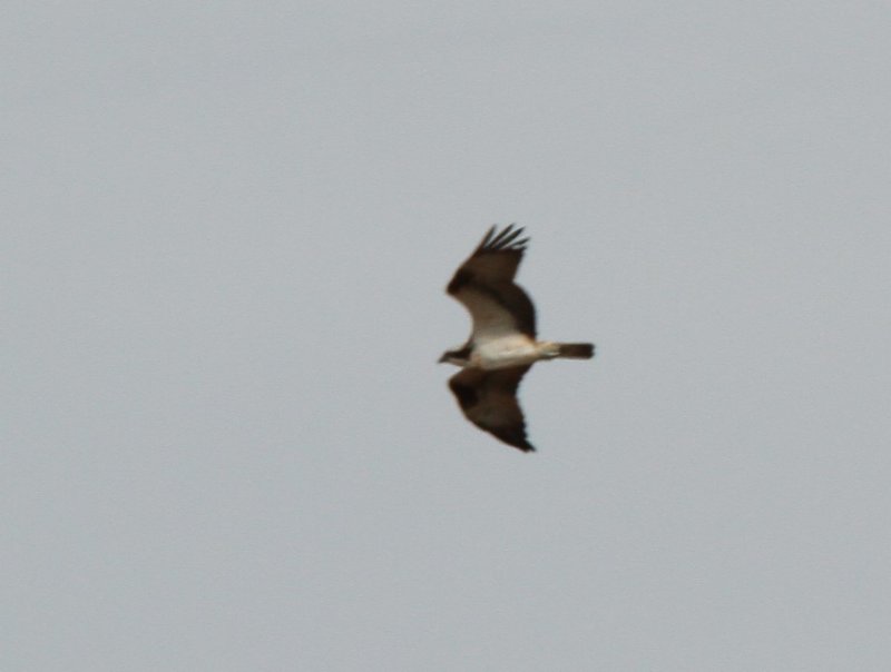 oiseau1.jpg