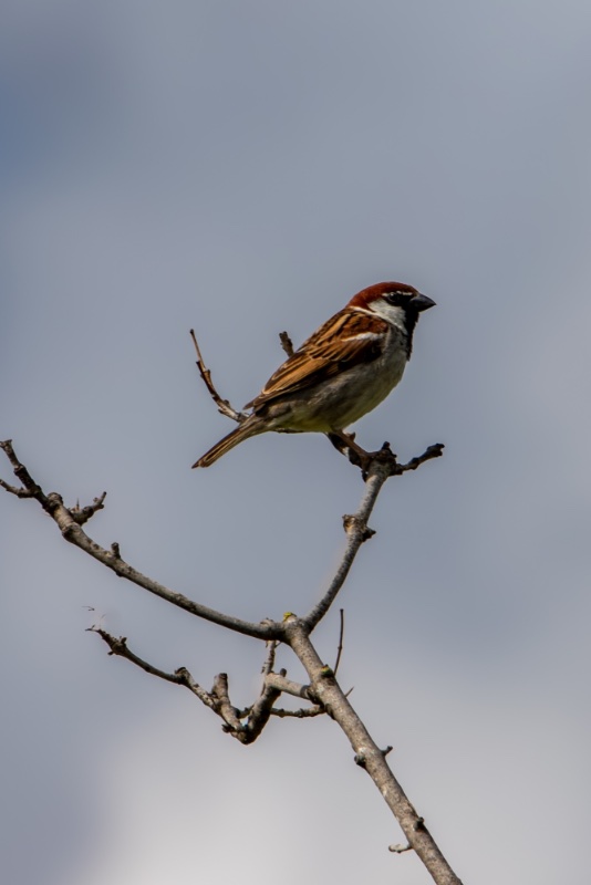 oiseau moineau .jpg