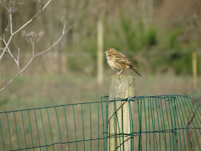 presqu'île de Séné - pipit farlouse.JPG