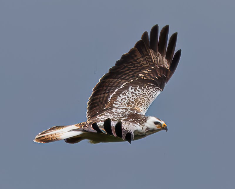 03200 - Vichy, Buse variable (Buteo buteo) 2024-04-26 15h09.jpg