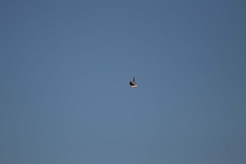 IMG_1905.jpg