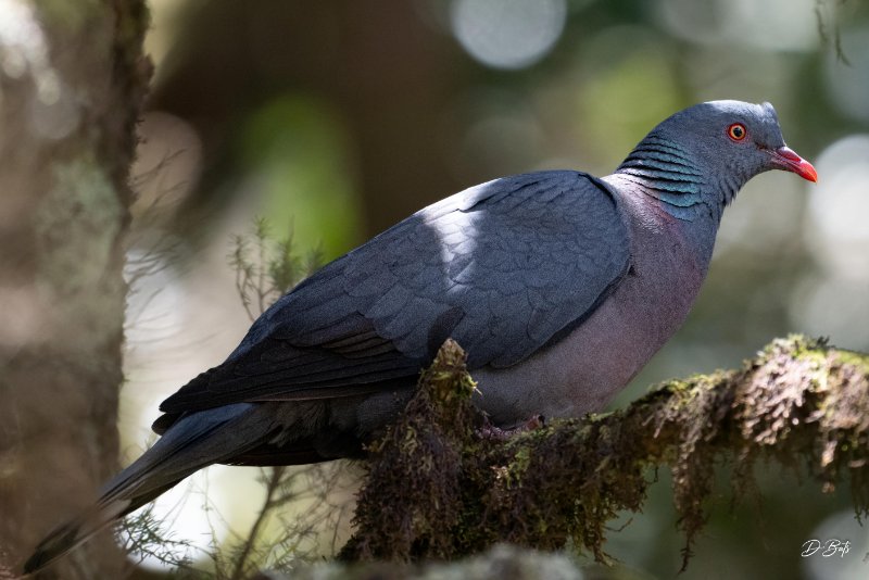 Pigeon de Bolle - sRGB.jpg