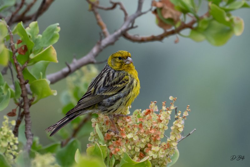 Serin des Canaries - sRGB.jpg