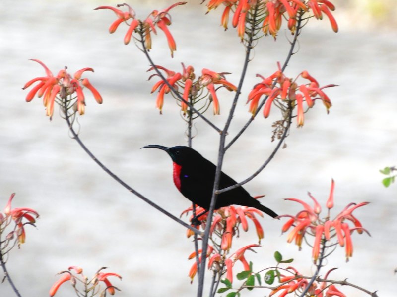 Souimanga à poitrine rouge.JPG