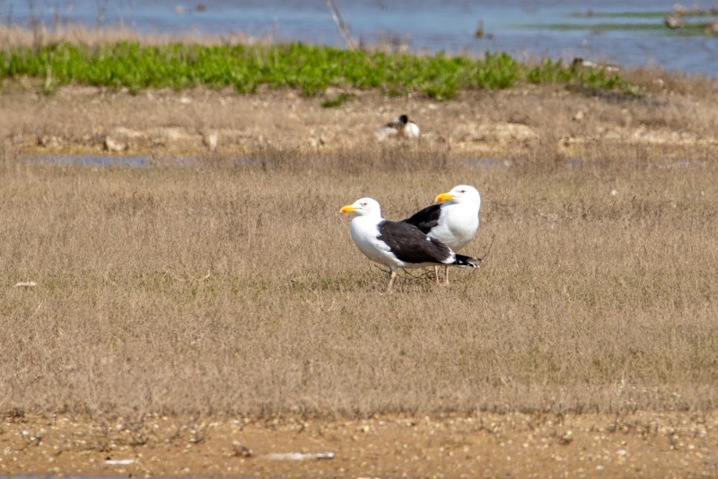 oiseaux goeland.jpg