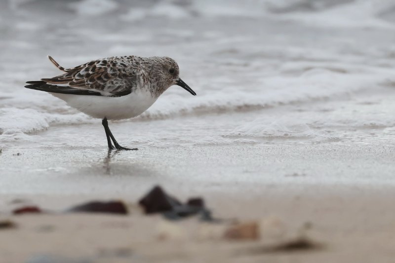 sanderling 2.JPG