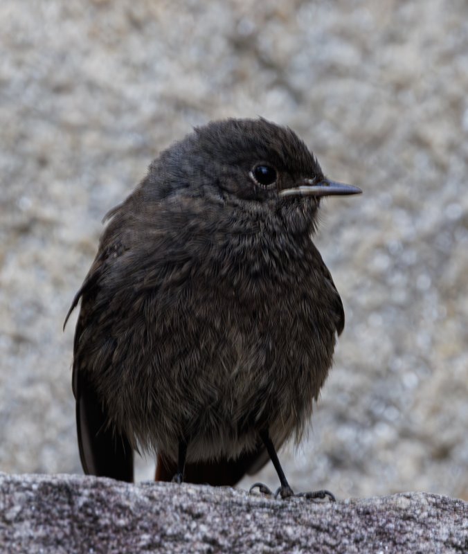 A78A6876-Avec accentuation-Bruit.jpg