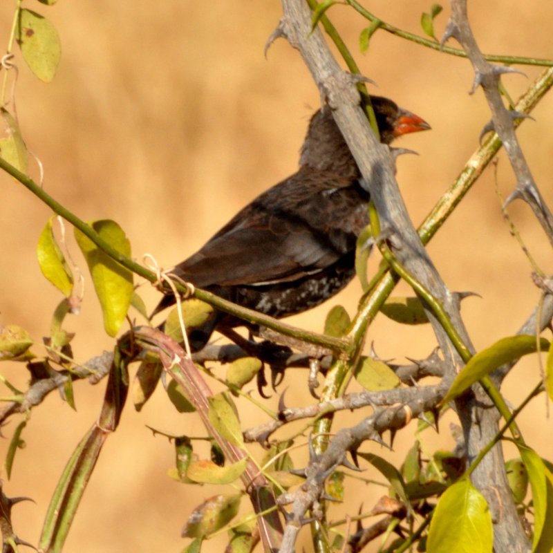 00419-Alecto à bec rouge-m-ssp intermedius.JPG