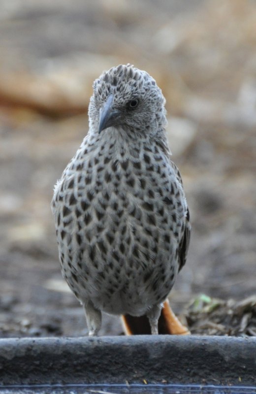 00556-Alecto à bec rouge-imm-ssp intermedius.JPG