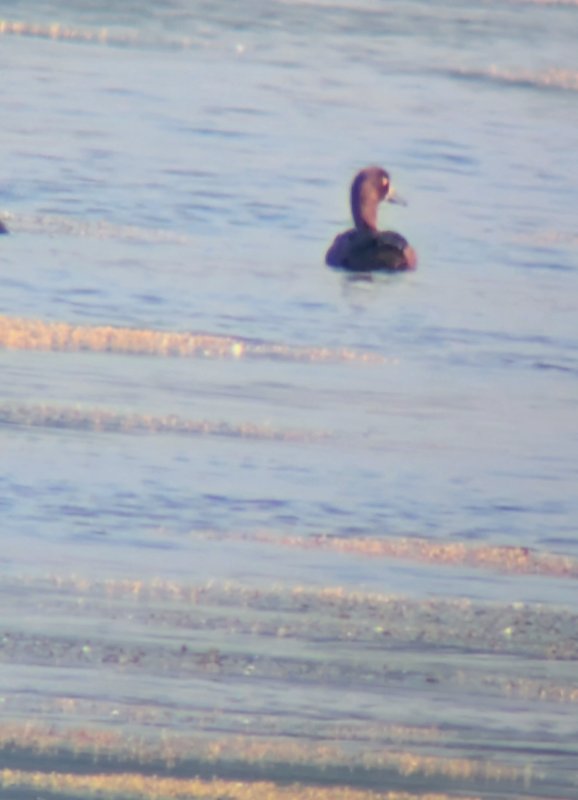 PXL_20240801_065334174.MP (1).jpg