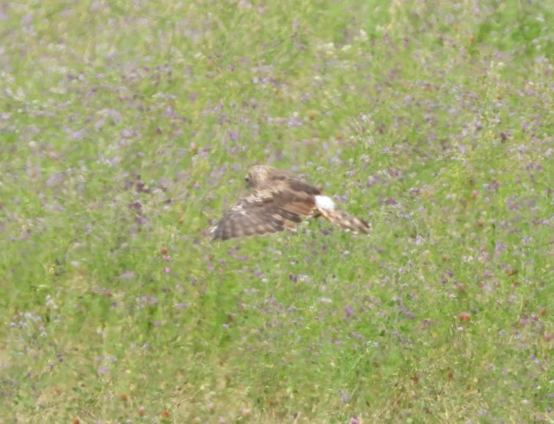 DSCN7482.JPG