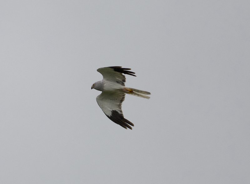 DSC_4412 - copie.jpg