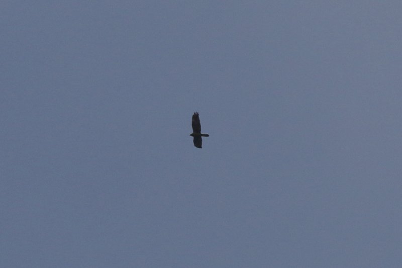 03 - Rapace-ok.JPG