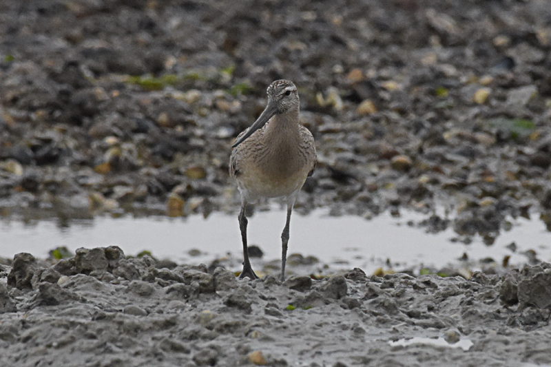 DSC_3968.jpg